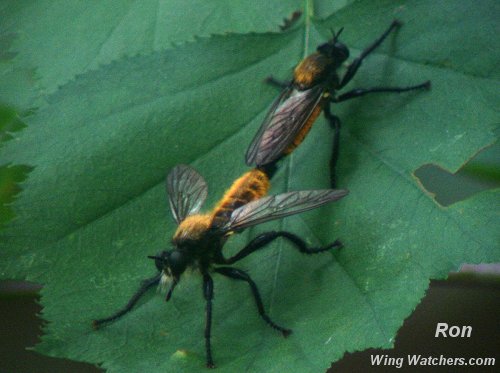 Robberflies - Laphria sericea by Ron Pelletier