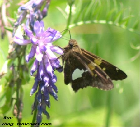 Silver-spotted Skipper by Ron Pelletier