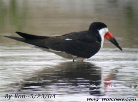 Black Skimmer by Ron Pelletier