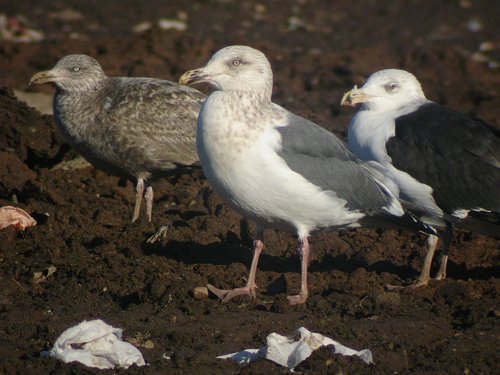 Slaty-backed Gull by Ron Pelletier