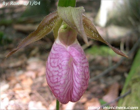 Lady Slipper