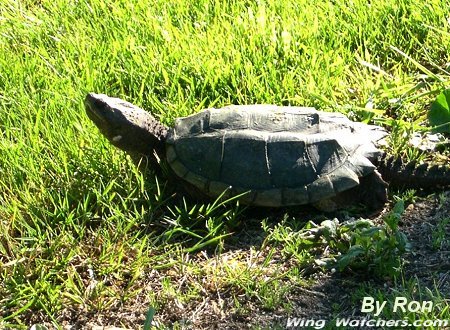 Snapping Turtle by Ron Pelletier