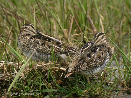 Wilson's Snipe by Ron Pelletier