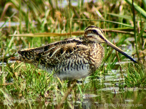 Wilson's Snipe by Ron Pelletier