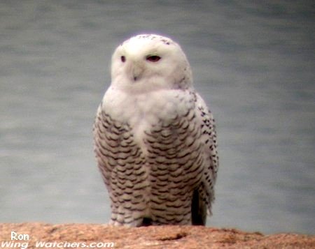 Snowy Owl by Ron Pelletier