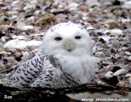 Snowy Owl by Ron Pelletier