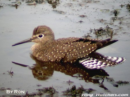 Solitary Sandpiper by Ron Pelletier