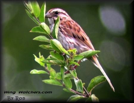 Song Sparrow by Ron Pelletier