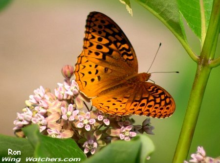 Great Spangled Fritillary Butterfly by Ron Pelletier