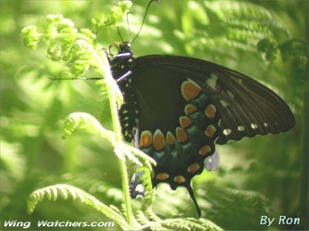 Spicebush Swallowtail by Ron Pelletier