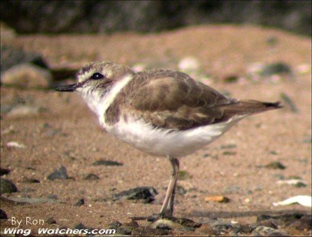 Snowy Plover by Ron Pelletier