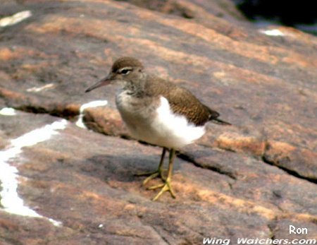 Spotted Sandpiper juvenile by Ron Pelletier