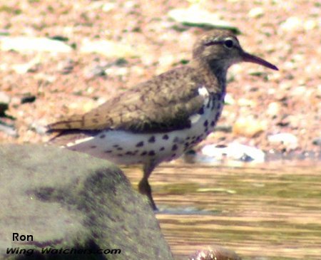 Spotted Sandpiper breeding plummage by Ron Pelletier