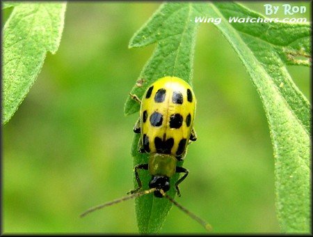 Spotted Cucumber Beetle by Ron Pelletier