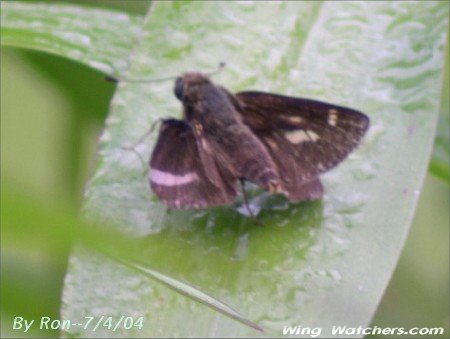 Spreadwing Skipper by Ron Pelletier