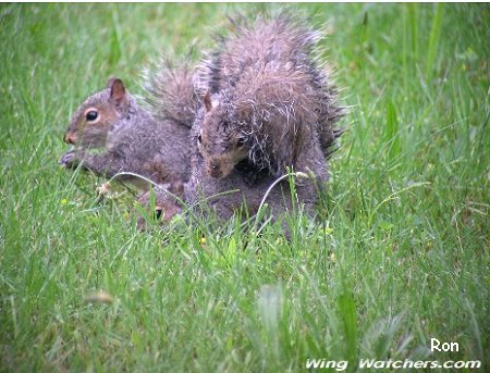 Gray Squirrel family by Ron Pelletier