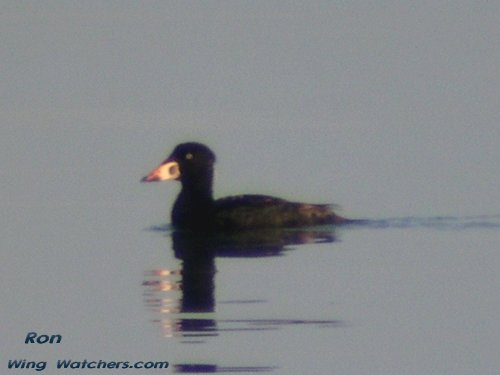 Surf Scoter (M-imm.) by Ron Pelletier