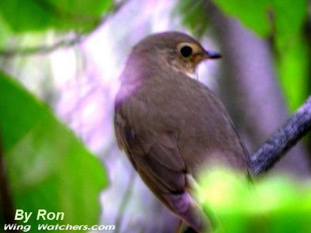 Swainson's Thrush by Ron Pelletier