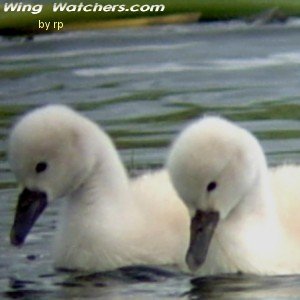 Mute Swan chicks by Ron Pelletier