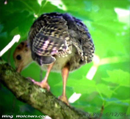 Wild Turkey chick by Ron Pelletier