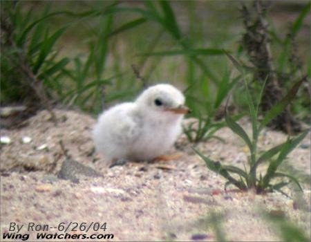 Least Tern chick by Ron Pelletier