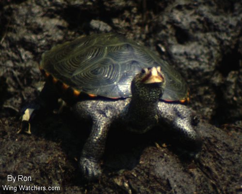 Diamondback Terrapin by Ron Pelletier