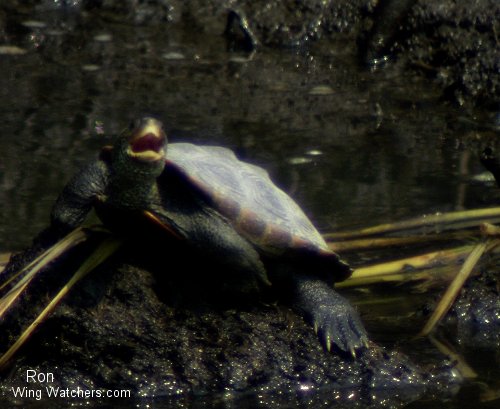 Diamonback Terrapin by Ron Pelletier