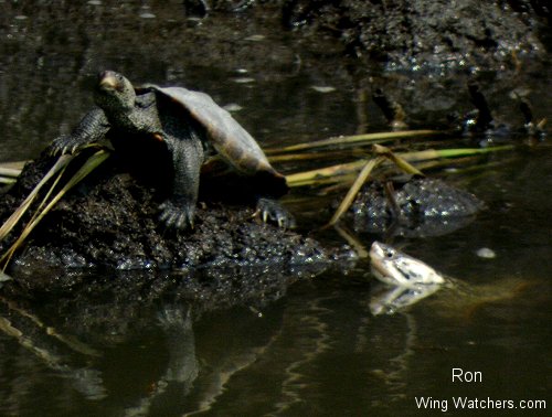 Diamondback Terrapin and Snapping Turtle by Ron Pelletier