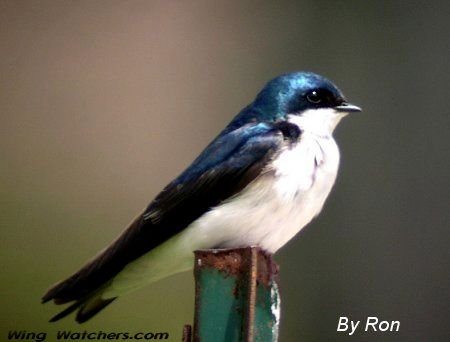 Tree Swallow by Ron Pelletier