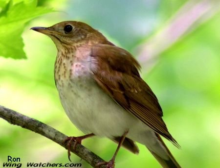 Veery by Ron Pelletier