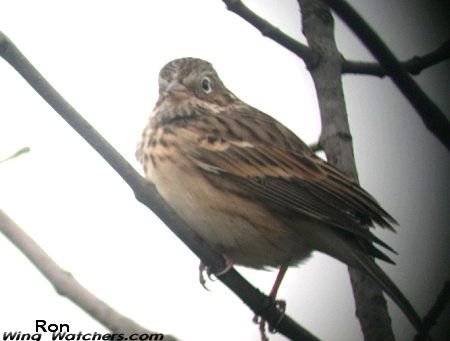 Vesper Sparrow by Ron Pelletier