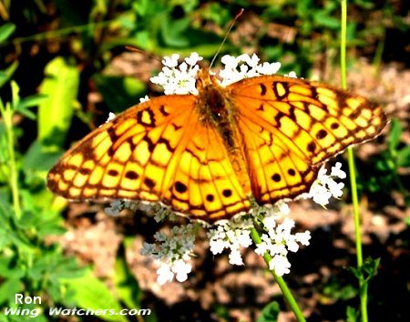 Variegated Fritillary Butterfly by Ron Pelletier