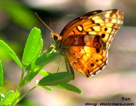 Variegated Fritillary Butterfly by Ron Pelletier