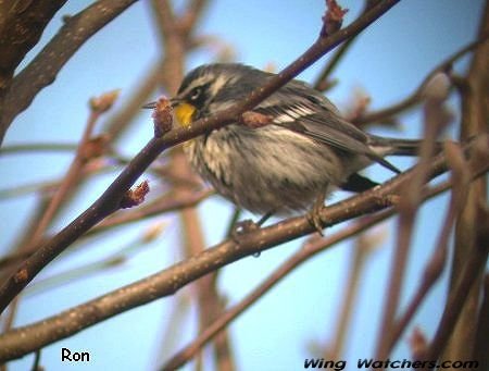 Yellow-throated Warbler by Ron Pelletier