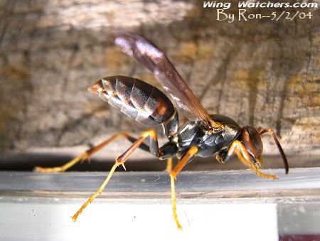 Paper Wasp by Ron Pelletier