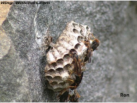 Paper Wasps and nest by Ron Pelletier