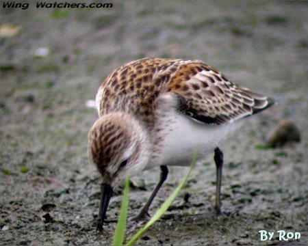 Western Sandpiper by Ron Pelletier