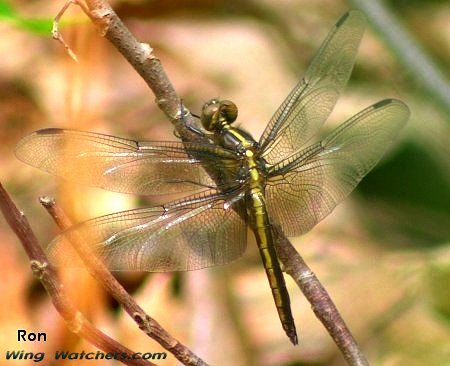 Widow Skimmer by Ron Pelletier