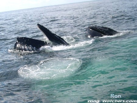 Humpback Whales by Ron Pelletier