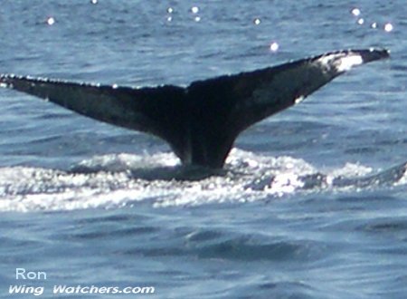 Humpback tail by Ron Pelletier