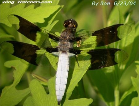 Common Whitetail Skimmer by Ron Pelletier