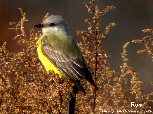 Western Kingbird by Ron Pelletier