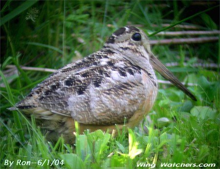 American Woodcock by Ron Pelletier