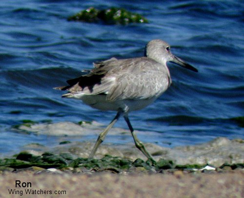 Western Willet by Ron Pelletier