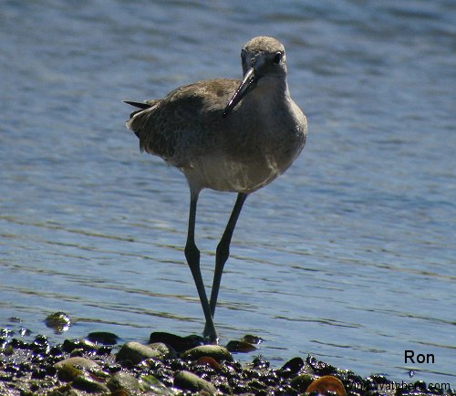 Western Willet by Ron Pelletier