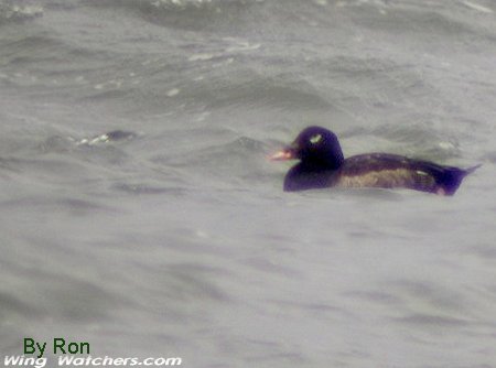 White-winged Scoter by Ron Pelletier