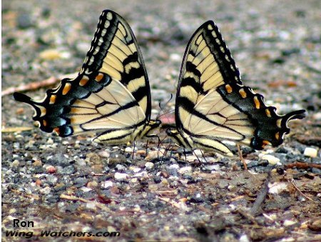 Eastern Tiger Swallowtails by Ron Pelletier