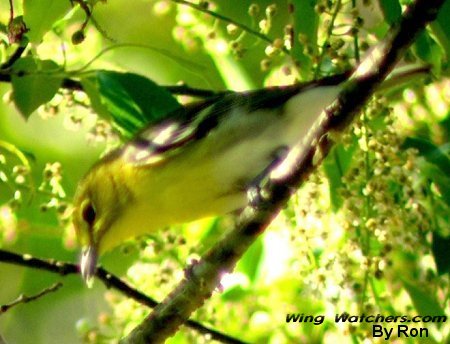 Yellow-throated Vireo by Ron Pelletier