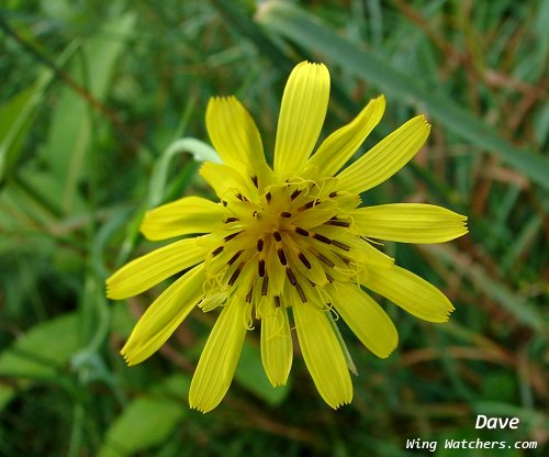 Meadow Salsify by Dave Pelletier