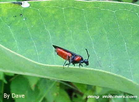 Argid Family Sawfly by Dave Pelletier